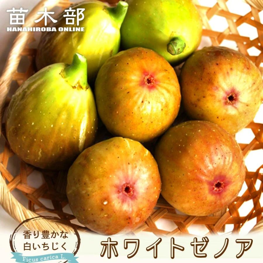 いちじく ホワイトゼノア 1年生苗 : 苗木部 花ひろばオンライン - 通販