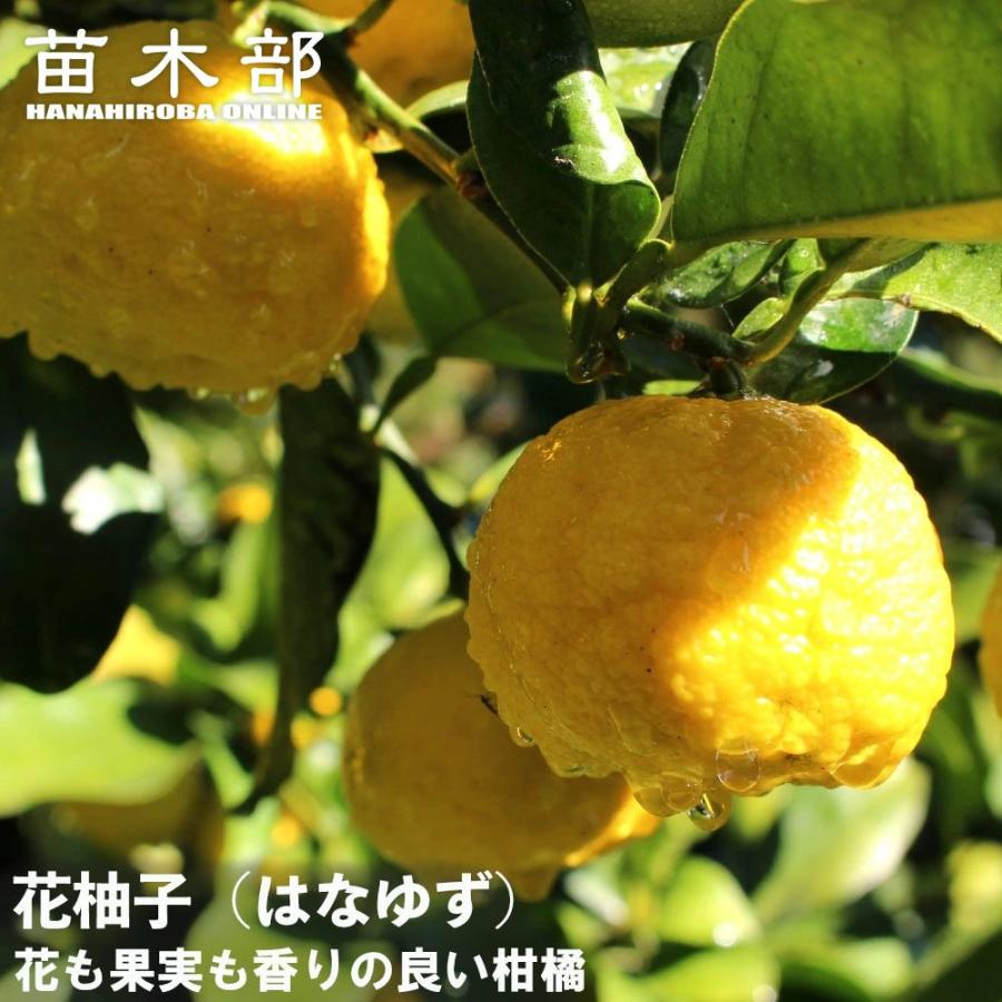 柚子 苗木 花柚子 （はなゆ） 一才ゆず 3年生接木大苗 産地で剪定済