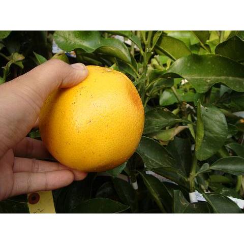 グレープフルーツ苗木マーシュ 3年生接木大苗 産地で剪定済 1.0m苗