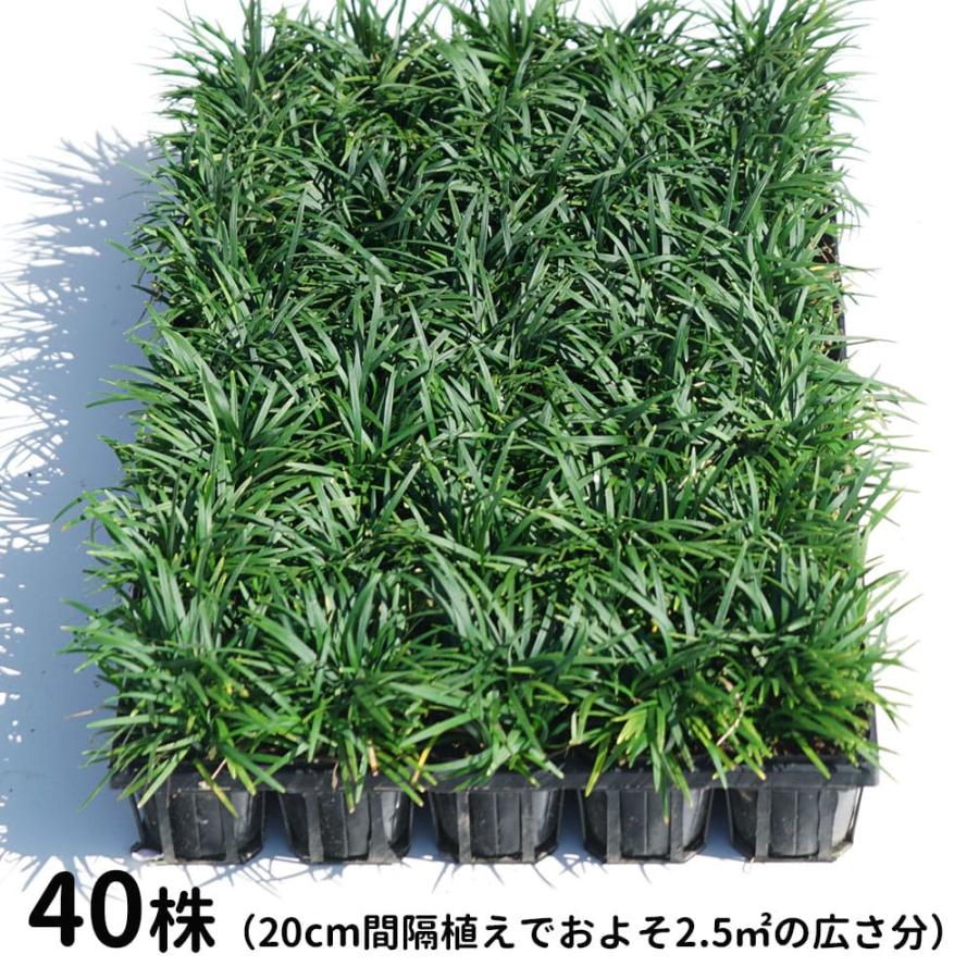 玉竜 7.5cmポット苗 40ポットセット ケース売り 沖縄、離島不可 : 苗木