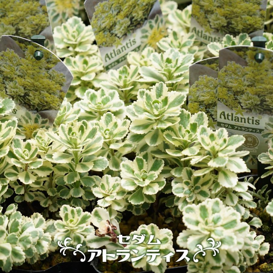 セダム アトランティス 5号ポット大苗 登録品種・品種登録 : 苗木部 花