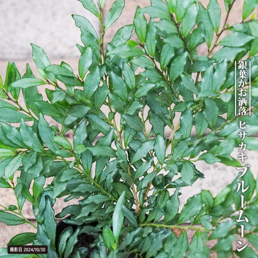 ヒサカキ ブルームーン 5号ポット苗 : 苗木部 花ひろばオンライン