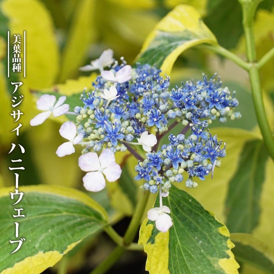 紫陽花 アジサイ ハニーウェーブ 3.5号ポット苗 ハナヒロバリュー 登録