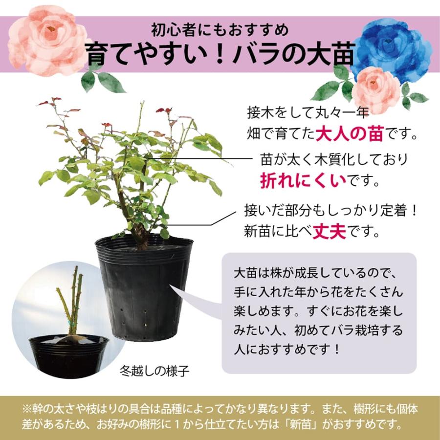 四季咲き強香バラ ブルーインパルス 2年生大苗 : 苗木部 花ひろば