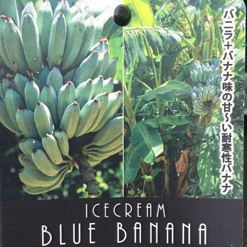 耐寒性食用バナナ アイスクリームブルーバナナの苗 : 植物・園芸専門店