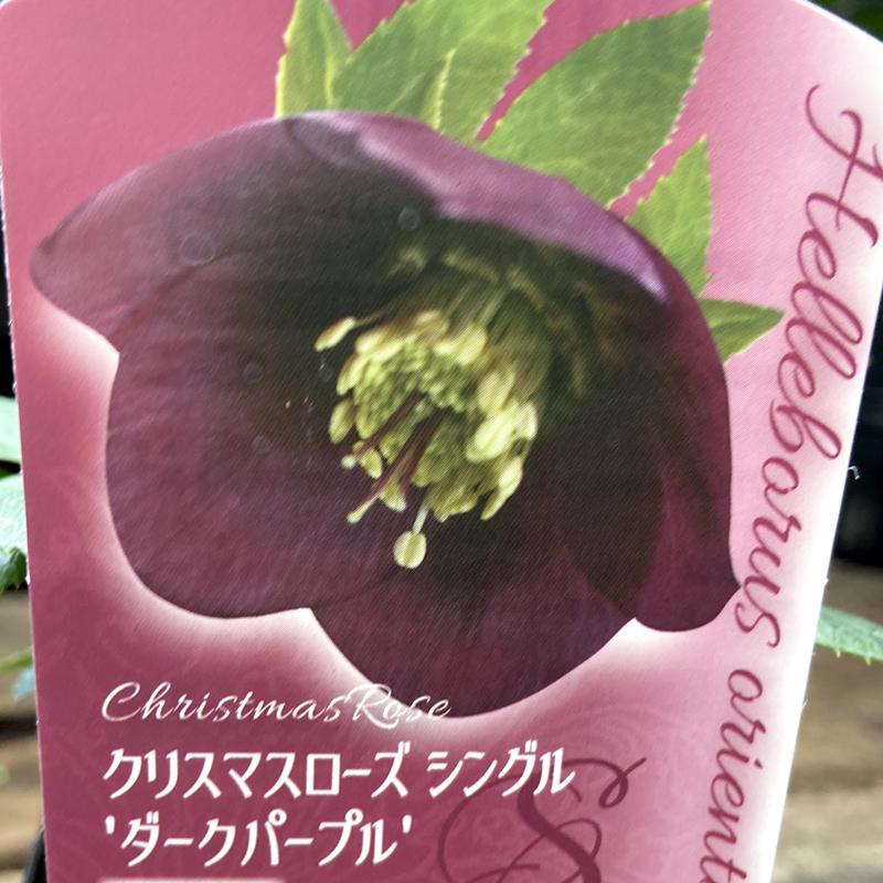 クリスマスローズ（ヘレボラス）の苗「シングル ダークパープル