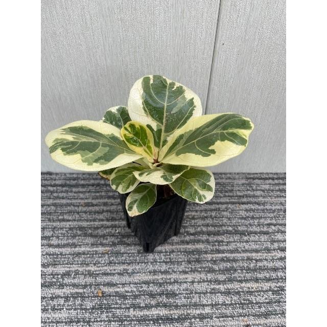 カシワバゴム（フィカス・リラータ）斑入り 3号ポット Ficus lyrata