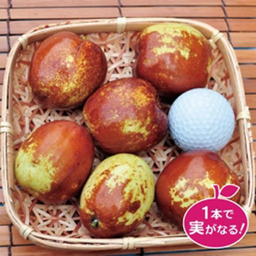 ナツメ苗木 大実ナツメ : 植物・園芸専門店 花育通販Yahoo!店 - 通販