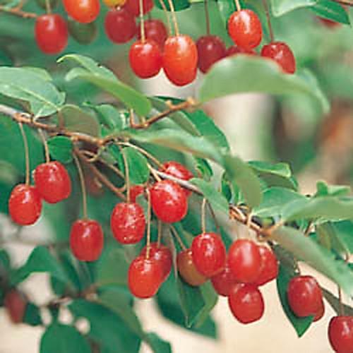 グミ苗木 夏グミ（ナツグミ）9cmポット苗 : 植物・園芸専門店 花育通販