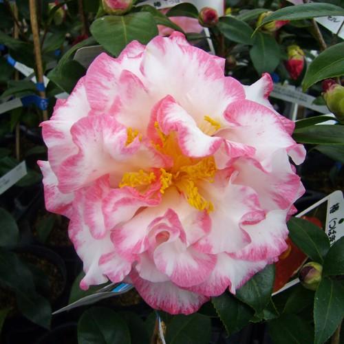 椿 ツバキの苗木 ベティ・シェフィールド・シュープリーム : 植物