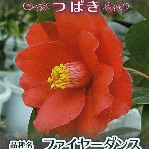 椿 ツバキの苗木 ファイヤーダンス : 植物・園芸専門店 花育通販Yahoo