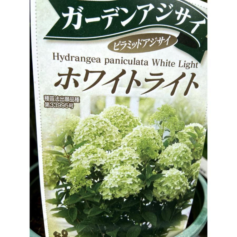 ピラミッドアジサイ ホワイトライトの苗木 : 植物・園芸専門店 花育