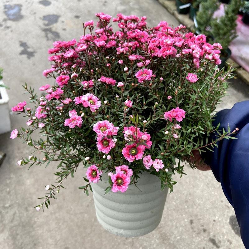 八重咲き】ギョリュウバイ（御柳梅/魚柳梅/レプトスペルマム/マヌカ