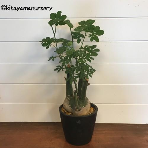 多肉植物]アデニア・グラウカ［現品］ : 植物・園芸専門店 花育通販
