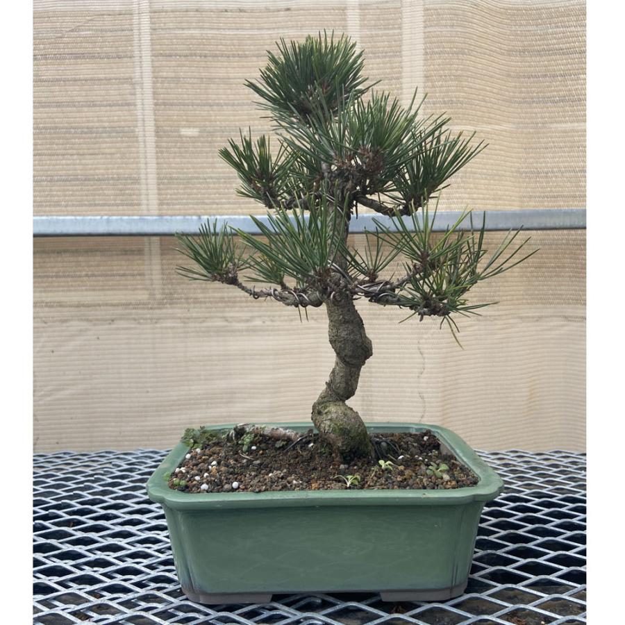 現品】松盆栽 黒松（クロマツ）7号 長角浅鉢 : 植物・園芸専門店 花育