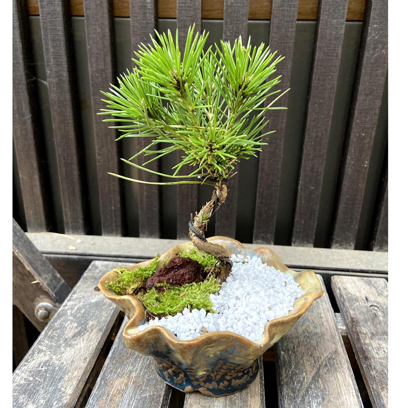 三河黒松 ミニ盆栽[変わり鉢A] : 植物・園芸専門店 花育通販Yahoo!店