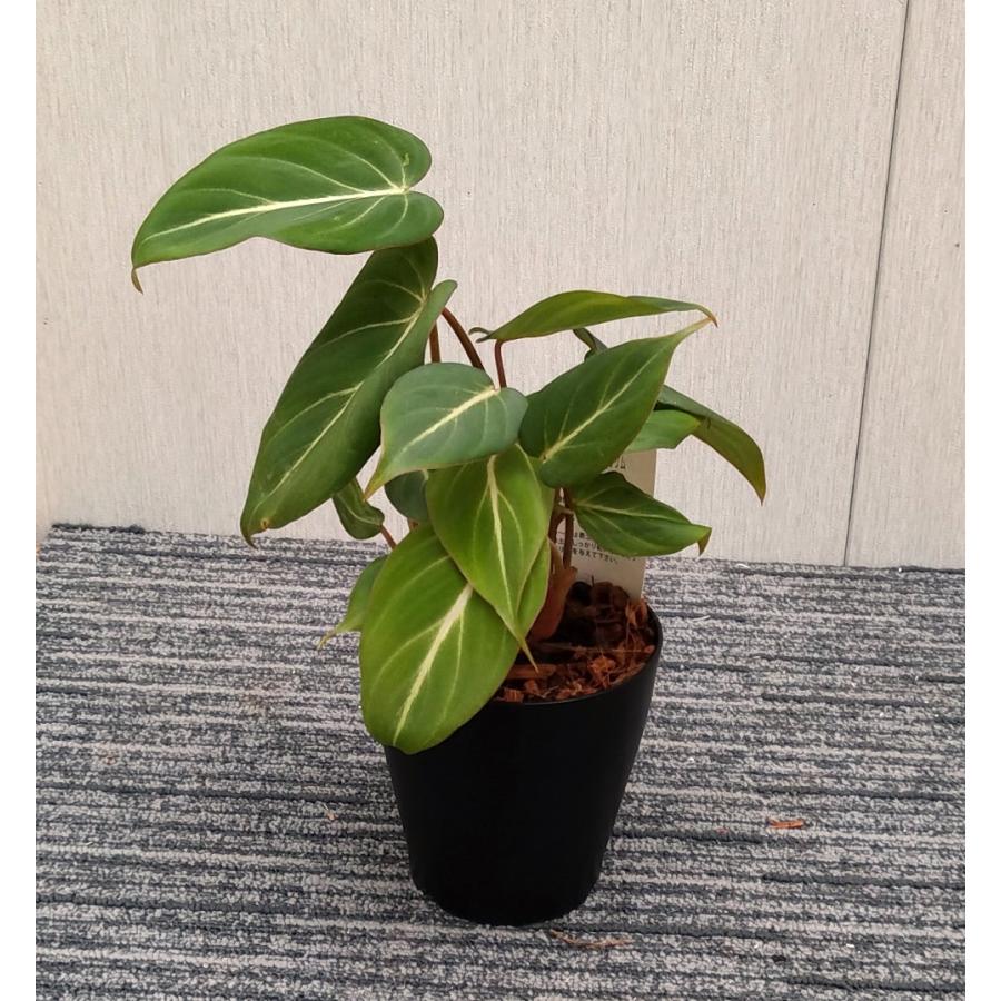 フィロデンドロン グロリオーサム 12-15cmポット 苗 観葉植物 : 植物