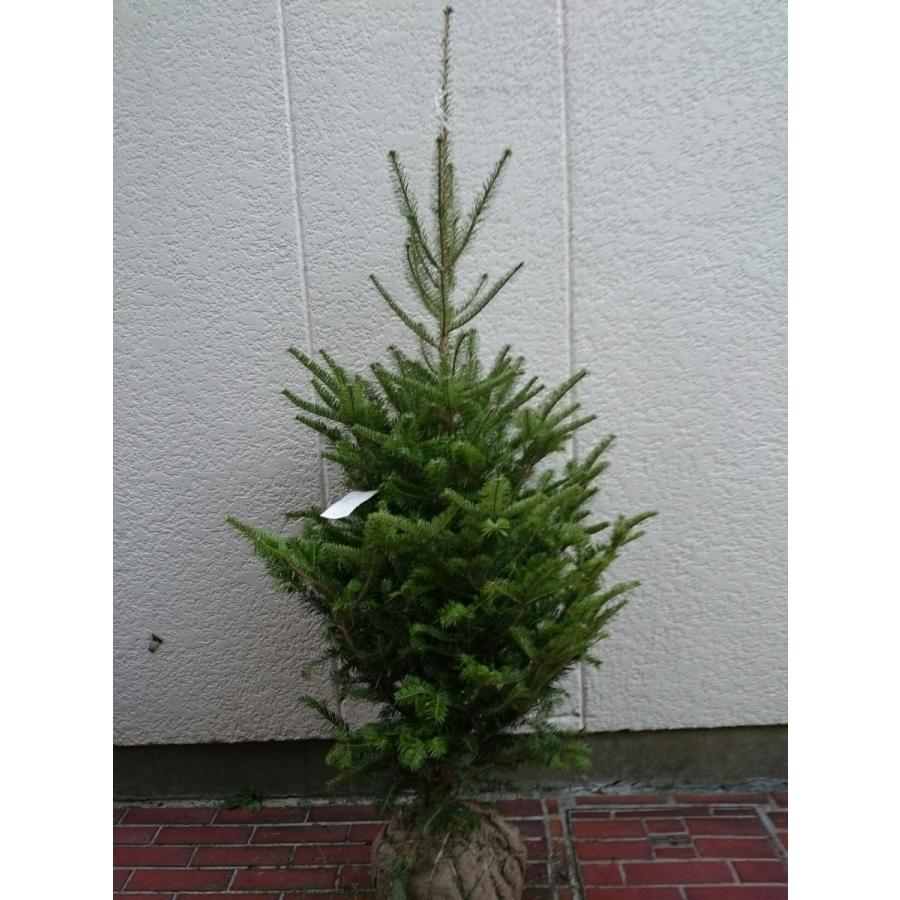 もみの木高さ150cm本物のクリスマスツリー樅の木群馬県産高品質