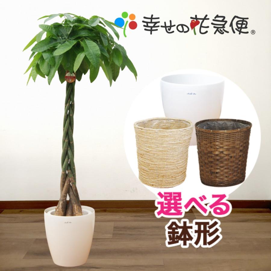 観葉植物 パキラ10号プラスチック鉢(鉢カバー付) 開店祝い 新築祝い