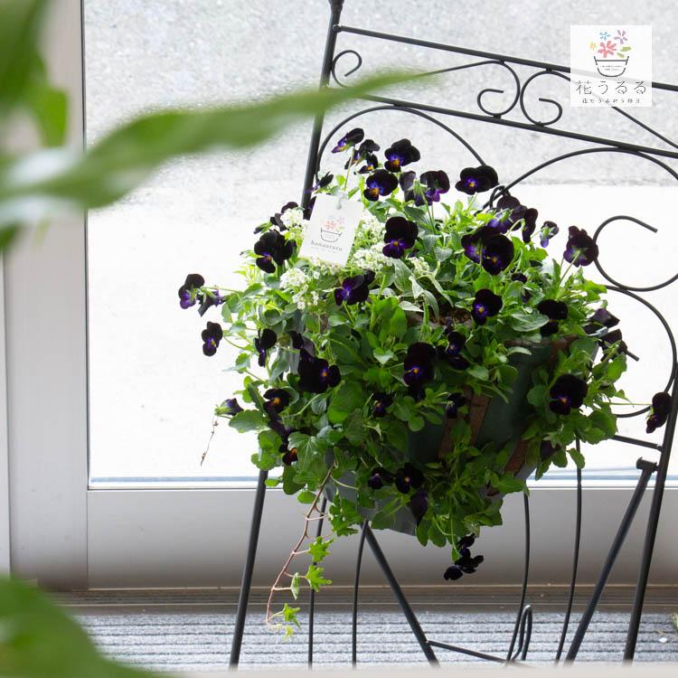 ビオラのハンギングバスケット 花うるる 寄せ植え [ブラック] Mサイズ