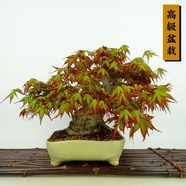 盆栽 紅葉 樹高 約21cm もみじ 高級盆栽 Acer palmatum モミジ カエデ