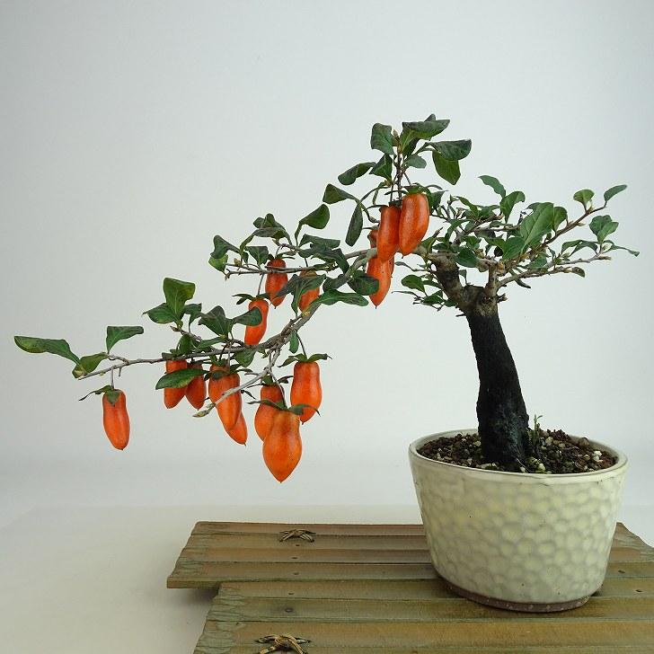 盆栽 老爺柿 福平 樹高 約18cm ろうやがき Diospyros rhombifolia