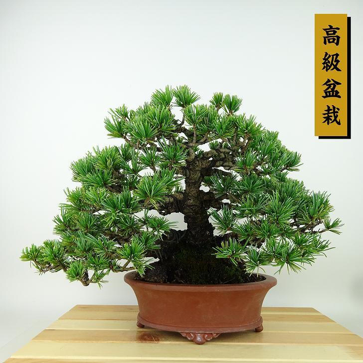 盆栽 松 五葉松 樹高 約20cm ごようまつ 高級盆栽 Pinus parviflora