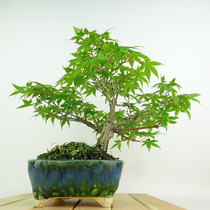 盆栽 紅葉 樹高 約23cm もみじ Acer palmatum モミジ カエデ科 落葉樹