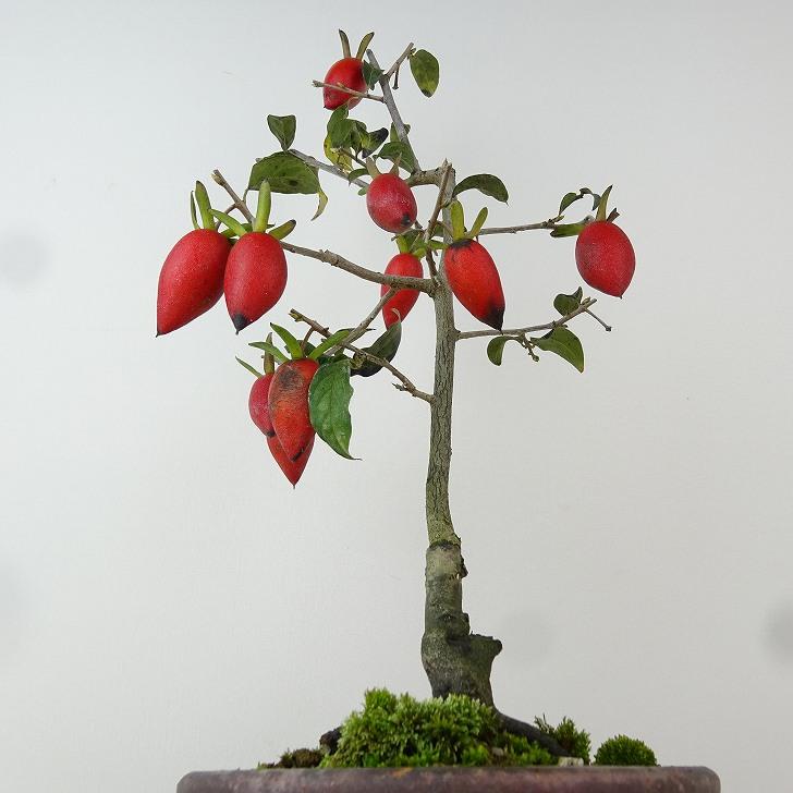 盆栽 老爺柿 スイセイ 樹高 約35cm ろうやがき Diospyros rhombifolia