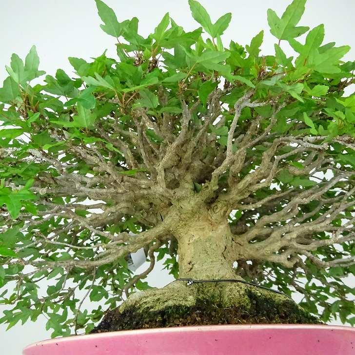 盆栽 楓 樹高 約25cm かえで 高級盆栽 Acer カエデ 紅葉 カエデ科