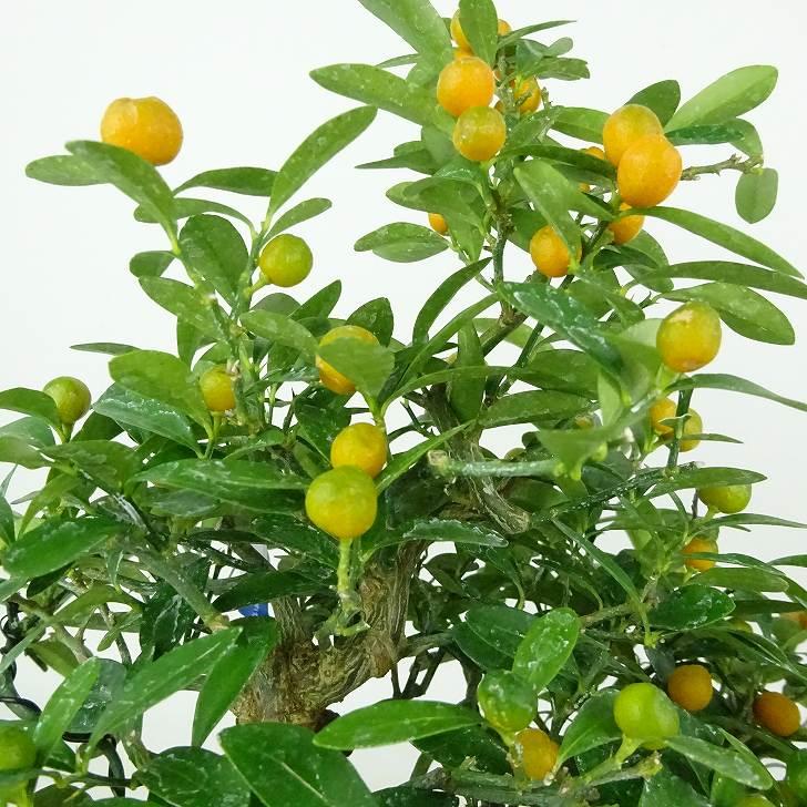 盆栽 金豆 樹高 約22cm きんず 高級盆栽 Fortunella hindsii キンズ