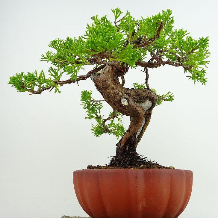 盆栽 真柏 樹高 約21cm しんぱく Juniperus chinensis シンパク “ジン