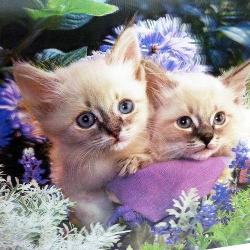 立体ピクチャー 猫2匹 ET-219 風景 3Dの絵 飛び出す 浮き出る 立体絵画