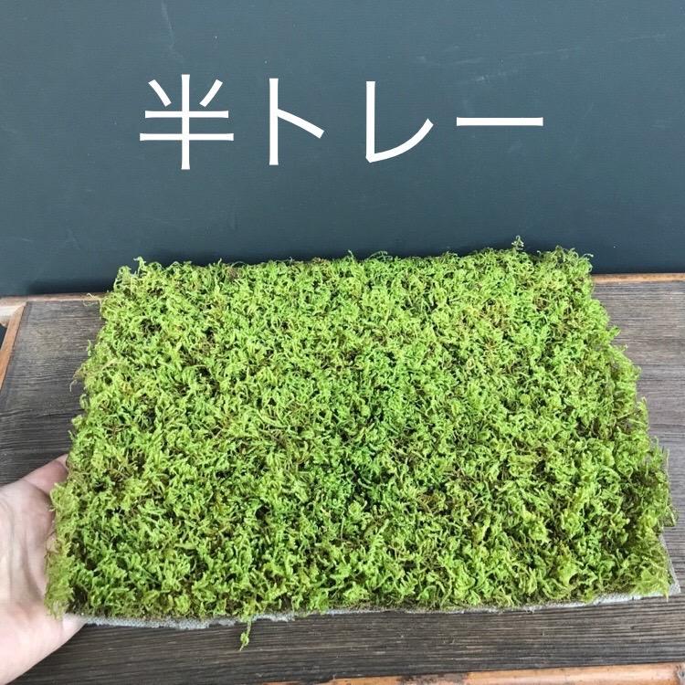 ハイゴケ 半トレー コケ 苔盆栽 苔テラリウム 苔玉 アクアリウム