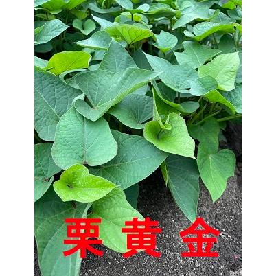 令和8年度切り苗 幻の栗黄金芋 苗 10本 切り苗 ○さつまいも苗