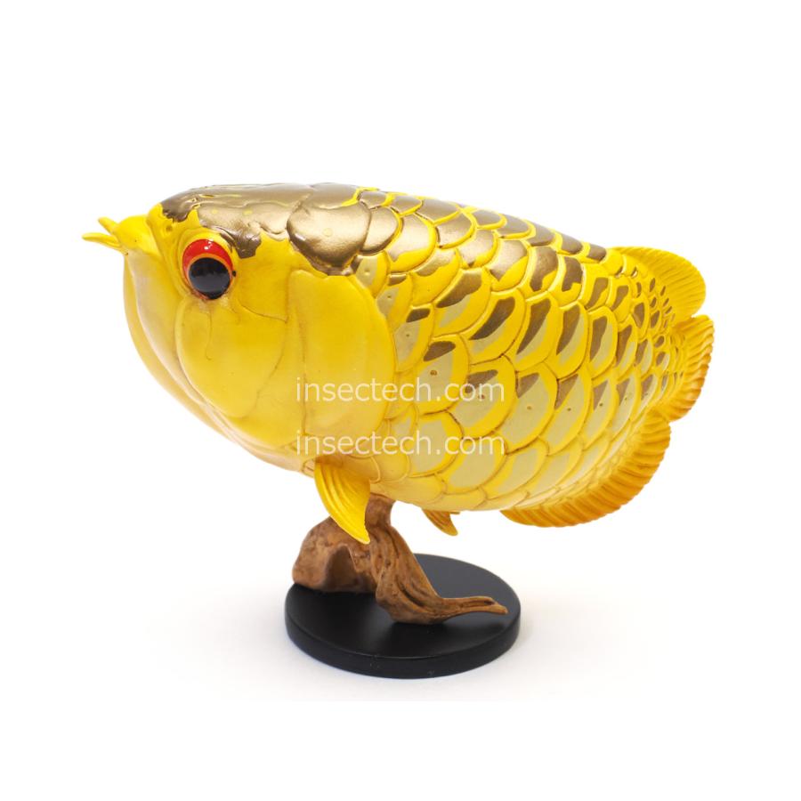 動物の惑星】アジアアロワナ（過背金龍）フィギュア : インセクテック