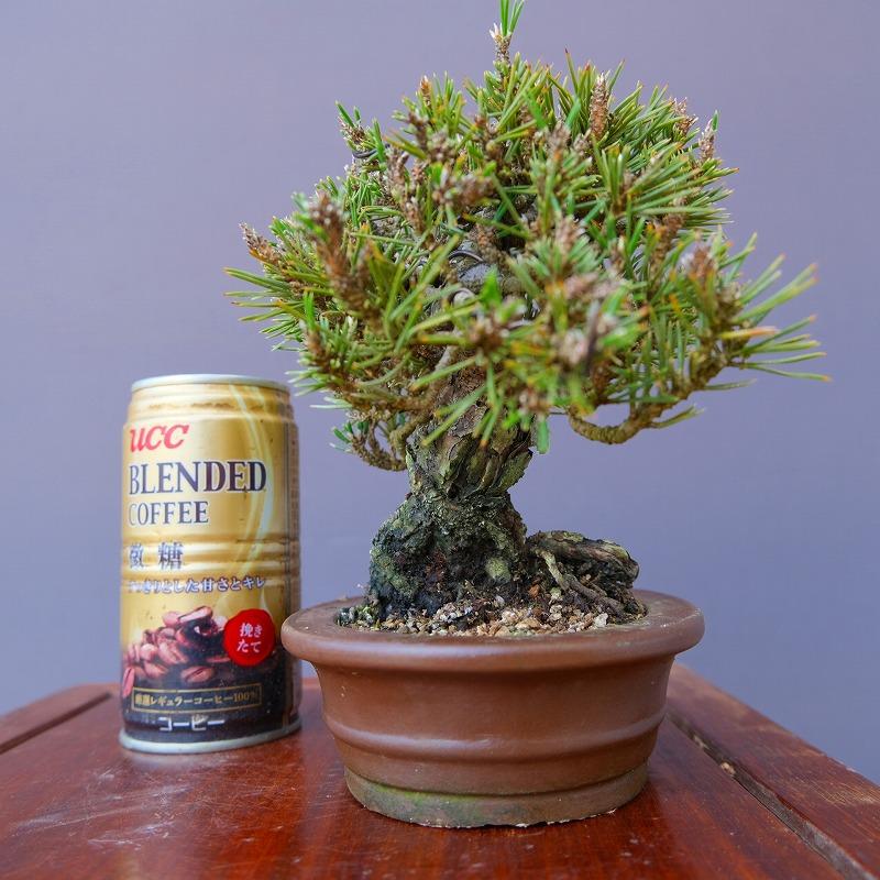 株）一樹園 千寿姫【新品種】 小品盆栽／樹齢20年 : 一樹園 - 通販