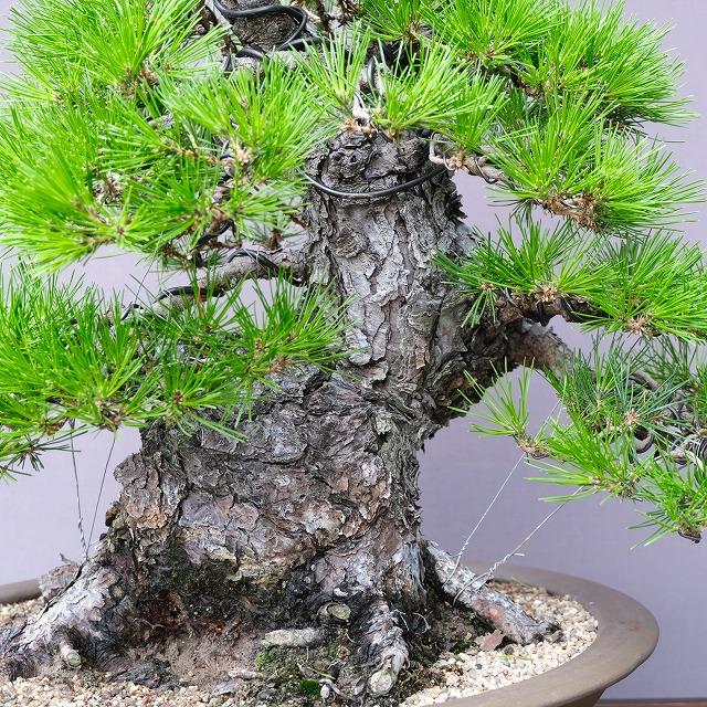 株）一樹園 赤松 中品盆栽／樹齢80年 : 一樹園 - 通販 - Yahoo