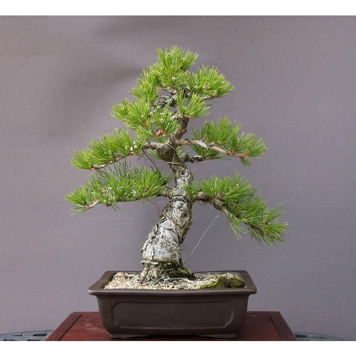 株）一樹園 黒松 【売上一位商品】 中品盆栽／樹齢20年 : 一樹園