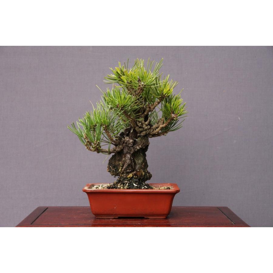 株）一樹園 夢錦松 小品盆栽／樹齢20年 : 一樹園 - 通販 - Yahoo