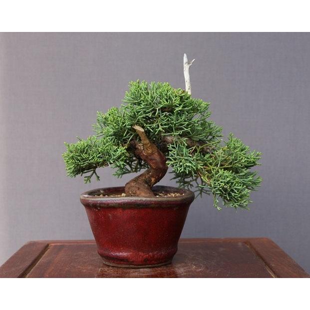 株）一樹園 真柏 小品盆栽／樹齢13年 : 一樹園 - 通販 - Yahoo
