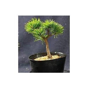 株）一樹園 石鎚五葉松 種100粒 送料無料 代引き日時指定不可（四国