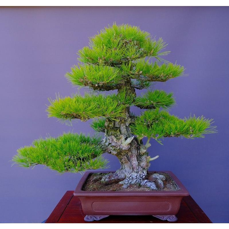株）一樹園 山採り黒松【山秋鉢】 大品盆栽／樹齢100年 : 一樹園