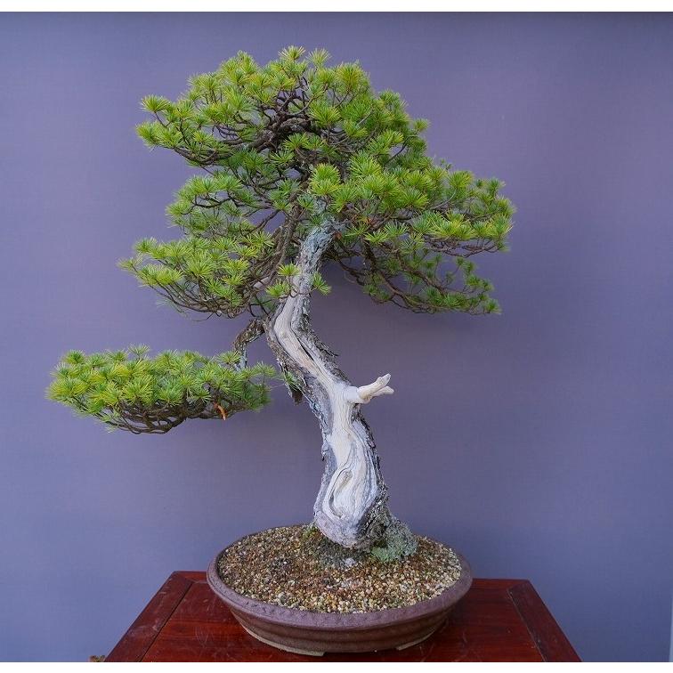 株）一樹園 山採り五葉松 大品盆栽／樹齢100年 : 一樹園 - 通販