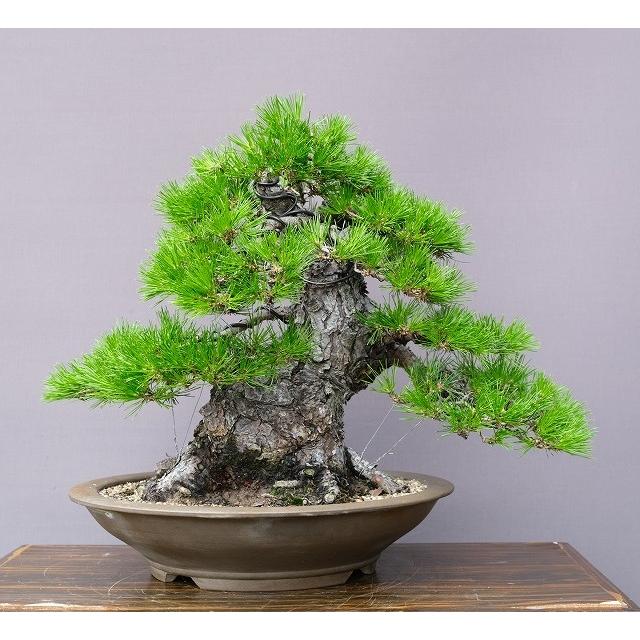 株）一樹園 赤松 中品盆栽／樹齢80年 : 一樹園 - 通販 - Yahoo