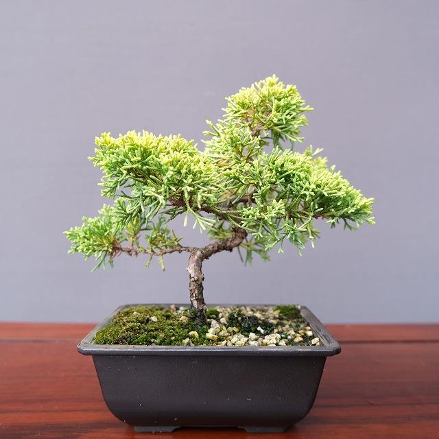 株）一樹園 黄金真柏 小品盆栽／樹齢6年 : 一樹園 - 通販 - Yahoo