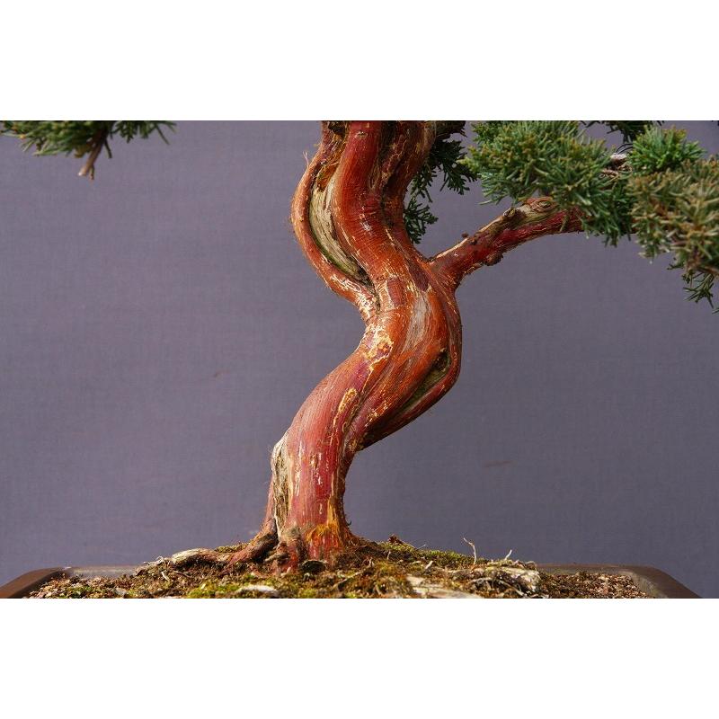 株）一樹園 真柏 大品盆栽／樹齢35年 : 一樹園 - 通販 - Yahoo