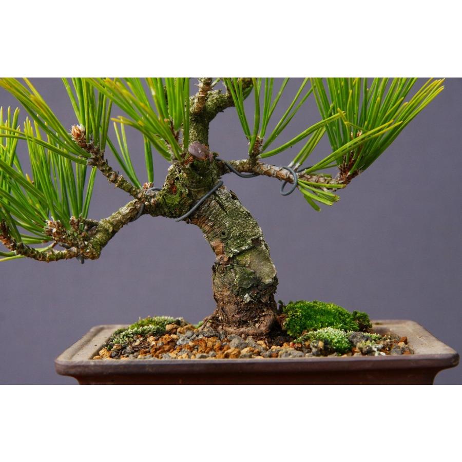 株）一樹園 瑞宝黒松 小品盆栽／樹齢13年 : 一樹園 - 通販 - Yahoo