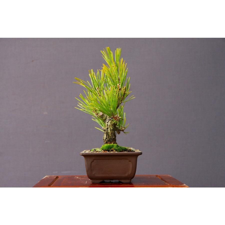 株）一樹園 瑞宝黒松 小品盆栽／樹齢13年 : 一樹園 - 通販 - Yahoo