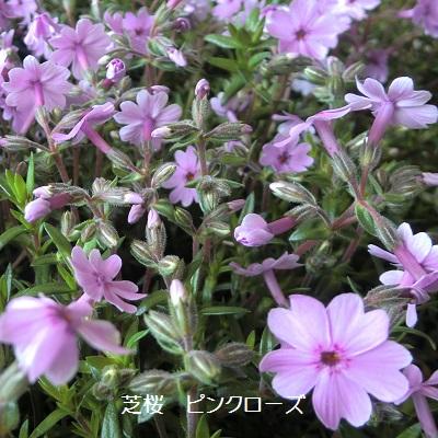 芝桜 ピンクローズ 9cm(3号)ポット苗 : 緑の宅配便 Yahoo!店 - 通販